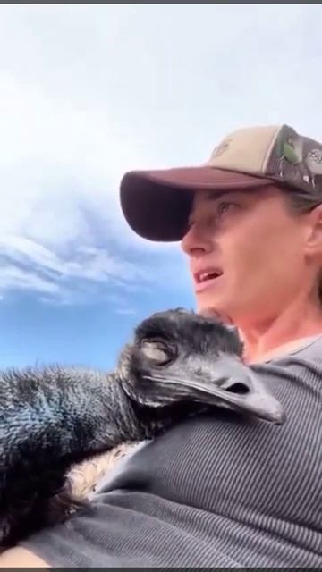 Реакция эму по имени Эмануэль на пение