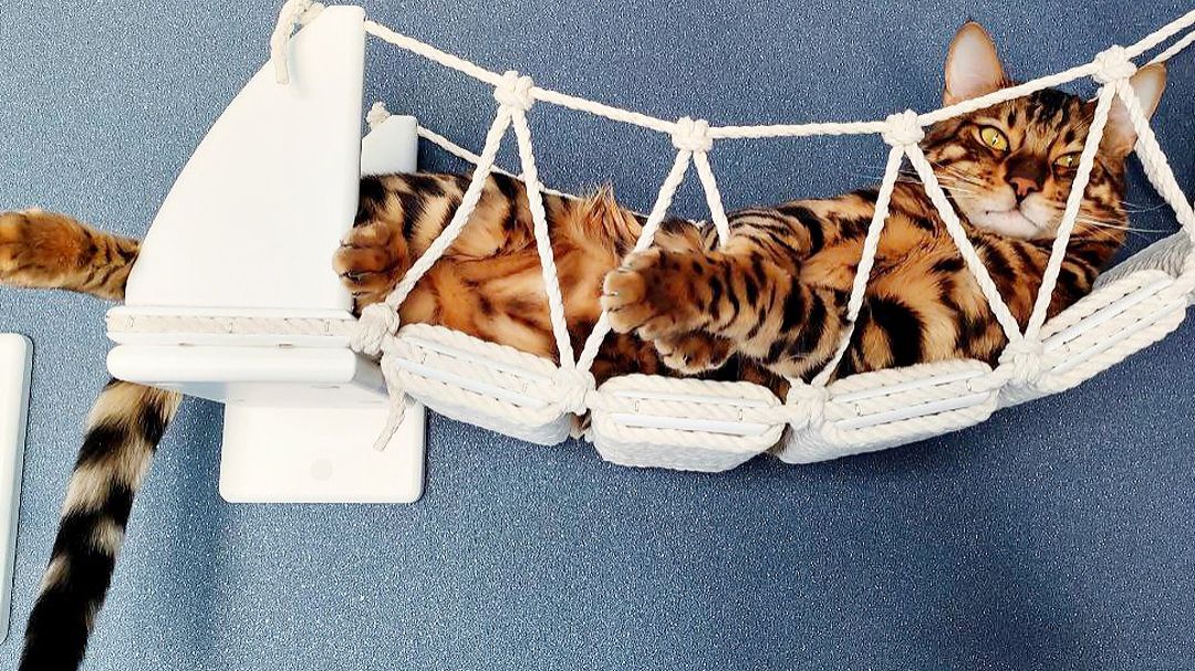 Посоветуйтесь с вашим котиком))