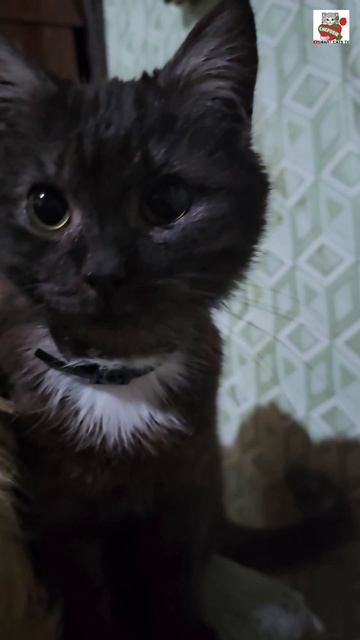Добрый вечер Ребята 🌜❤️😻😻😻🥰✨️ #котики