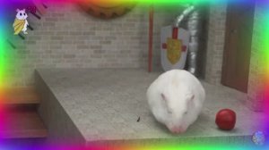 Приключения хомячка — Великое путешествие в мусорном вагоне! часть 2