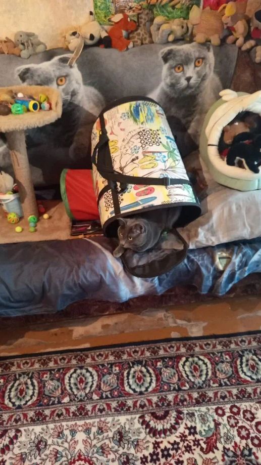 Кот Атос главный помощник в приборке! #shorts #котатос #животные #коты #приборка