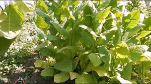 Сушка табака Кустом (срезка на пенёк и подготовка)