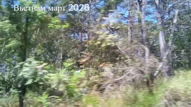 Адреналин в Далате: Спуск на Электросанях по Захватывающим Пейзажам! 🛷⛰️