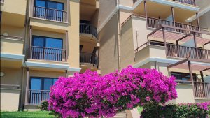 ASTERIA famili belek. Утро.