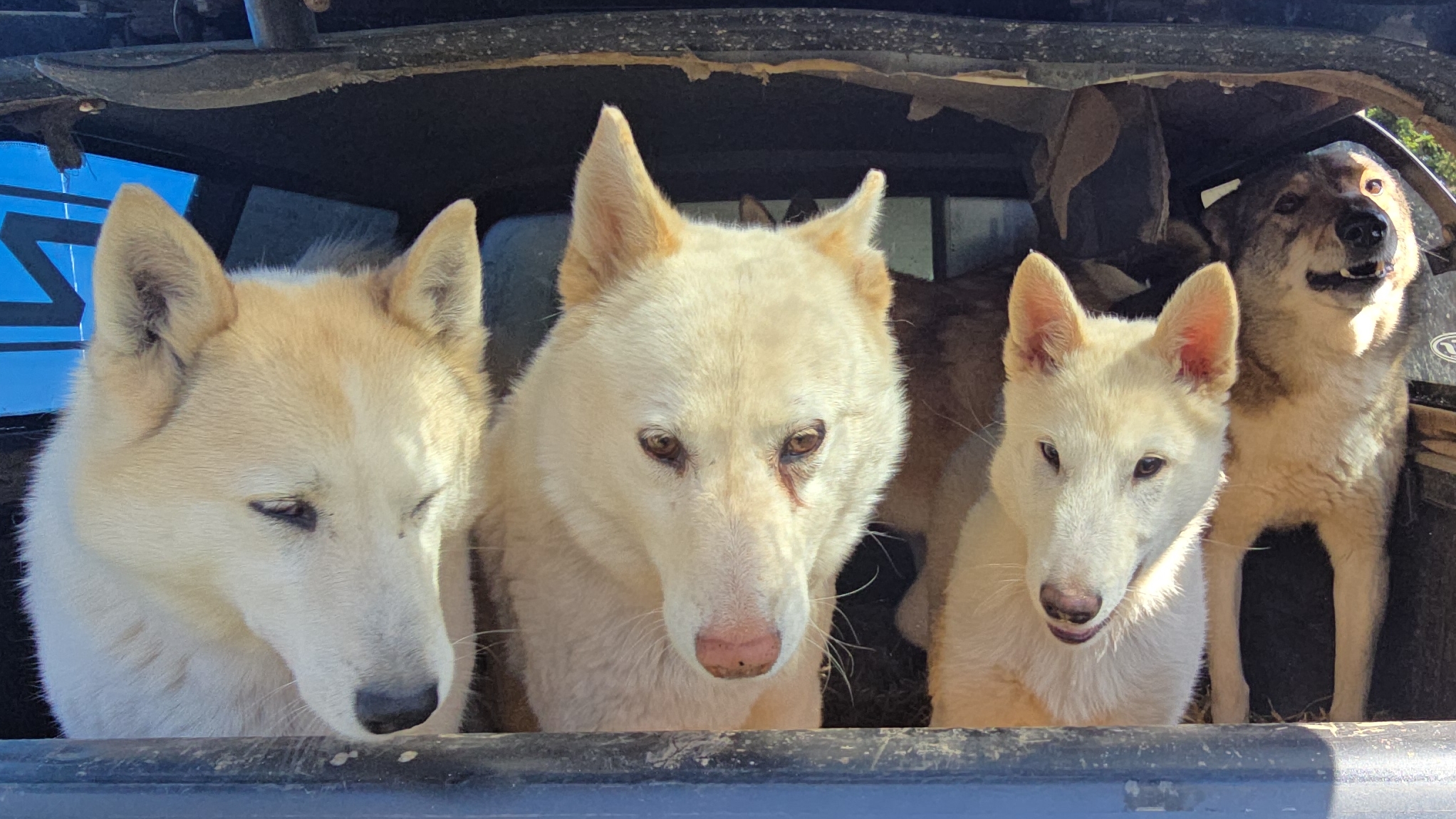 Пока нет лаек