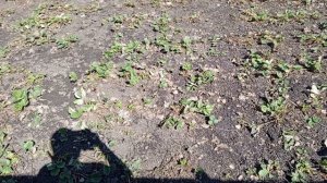 почистили викторию