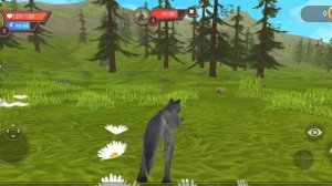 Природа волк и зайцы я в лесу побыл волком поиграл зайцами Видео про животных