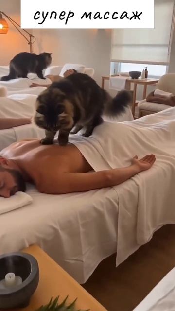 А вы бы сходили на массаж к котикам!?