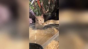 Девушка хотела скормить питону крысу, но они внезапно подружились и теперь живут вместе.