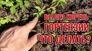Корень метельчатой ГОРТЕНЗИИ вылез весной из земли, что делать?