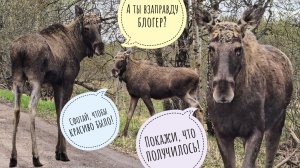 Лось Степан хочет отдельный плейлист и славы! Аист тырит наше добро! Дубоносы скандалят из-за орехов