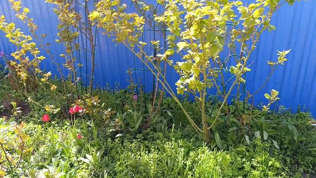 Мозаика Альпийские луга, высадила томаты в теплицу