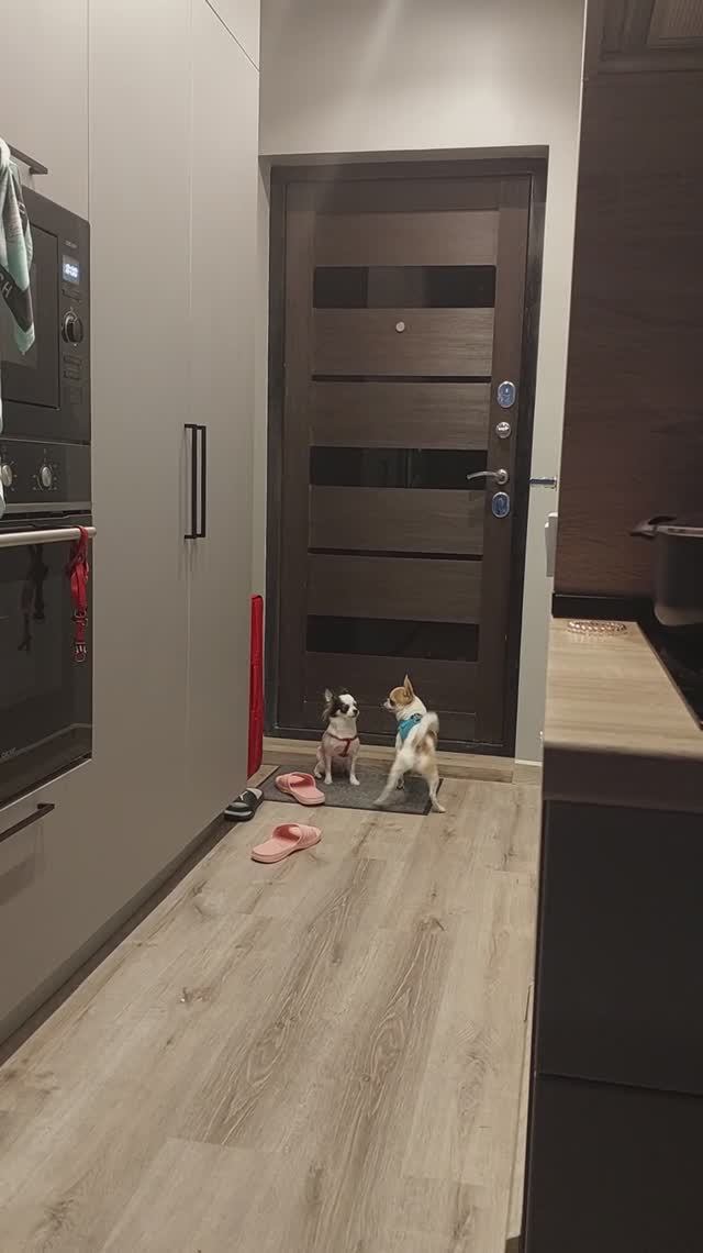 #ЧихуахуаРеди❤️РОКСИ НЕ В НАСТРОЕНИИ)