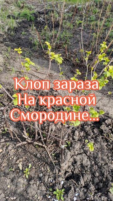 Как живут помидоры ✅✅✅ в открытом 
Грунте...