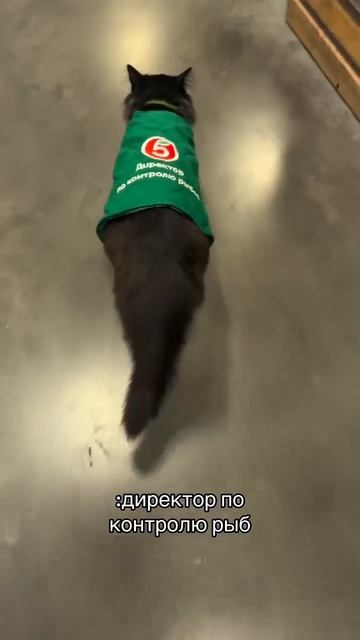 Главный работник 😺