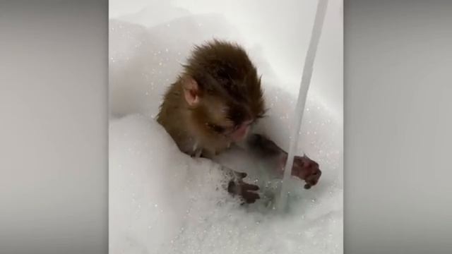 Животные приколы и не только😅