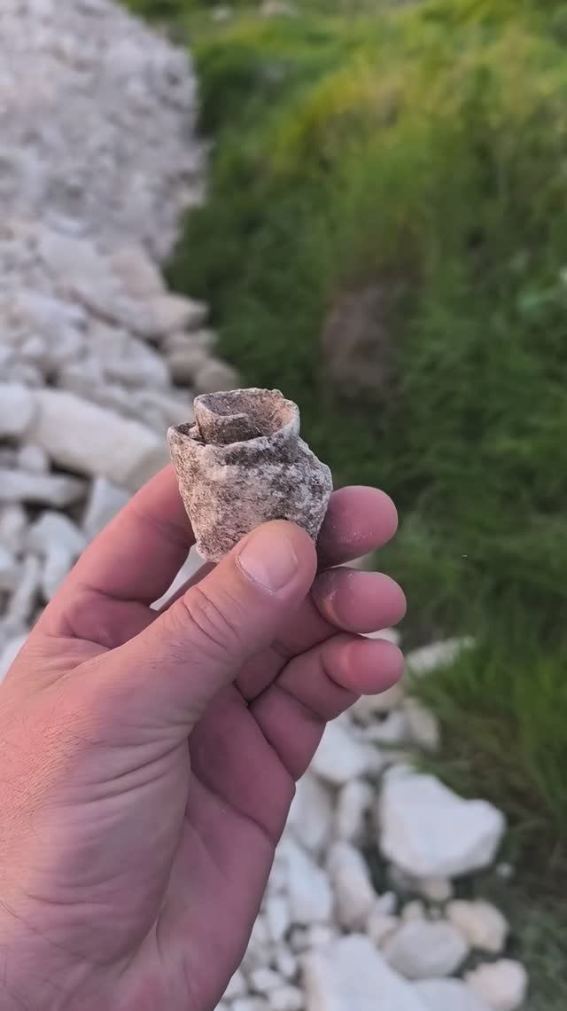 Strombus Sp 2026 04 24