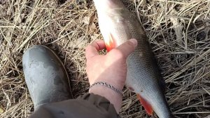 Поймал хорошего окуня