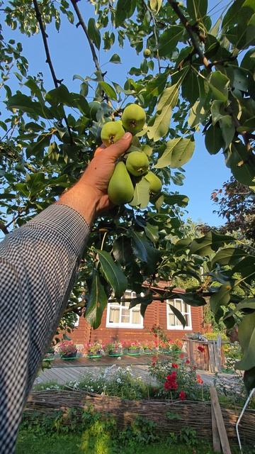 не спеши укорачивать у груши волчки на концах могут быть цветочные почки 

если груша после сильной