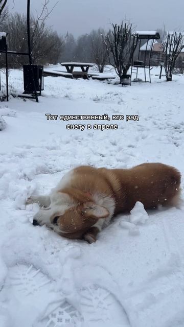 Интересно, это по всей России внезапно выпал снег?