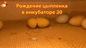 Рождение цыпленка за 6 минут в инкубаторе 20