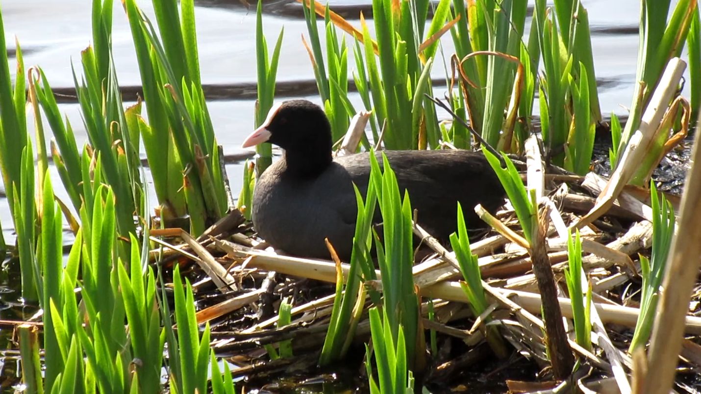 Гнездо лысухи в прибрежных зарослях. Как выглядят яйца лысухи