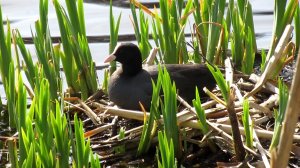 Гнездо лысухи в прибрежных зарослях. Как выглядят яйца лысухи