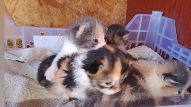 котята.mp4