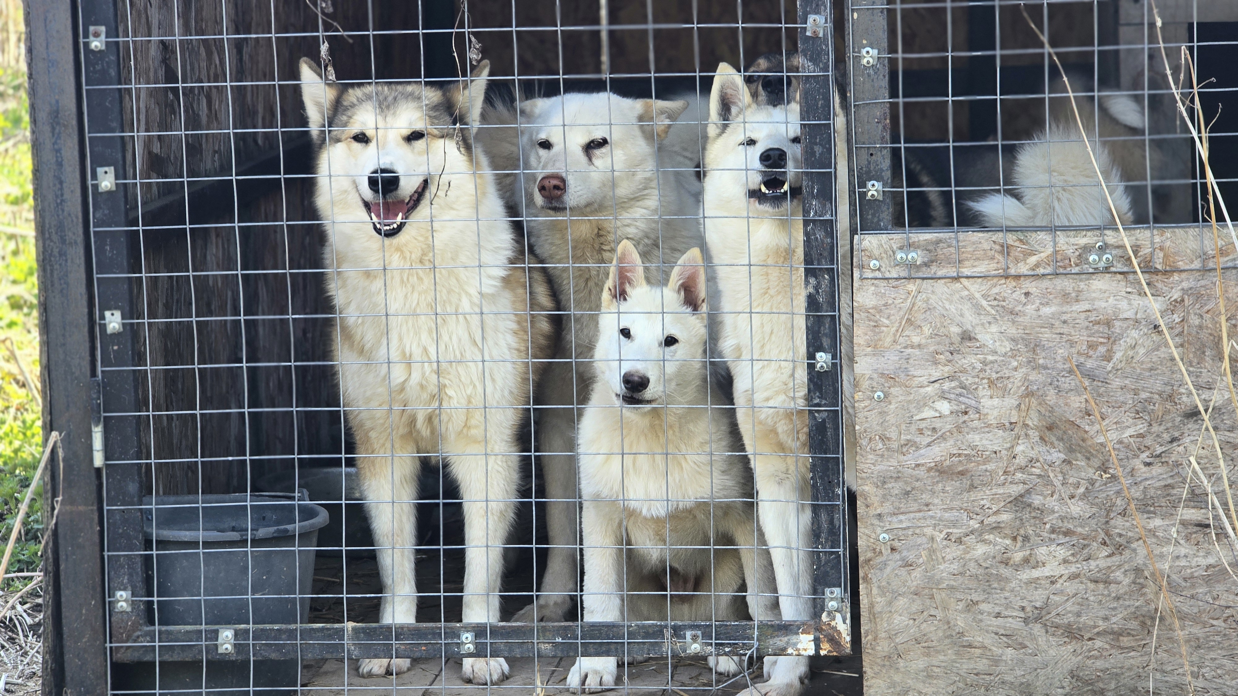 Лайки с щенком в берёзках
