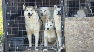 Лайки с щенком в берёзках