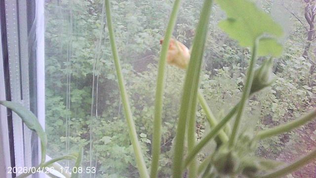 Обзор кабачкового растения сорта "Чёрный Красавец" посеянного в январе !