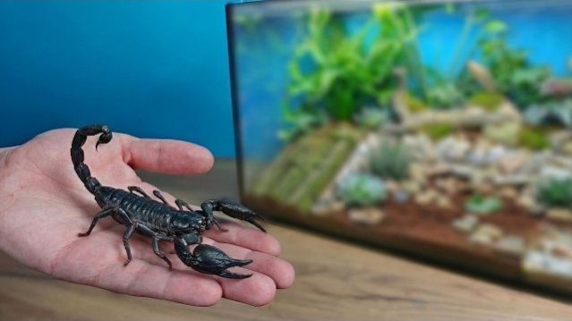 Я создал маленький Тропический лес для своих Скорпионов! Alex Boyko