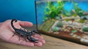 Я создал маленький Тропический лес для своих Скорпионов! Alex Boyko