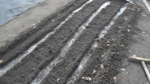 Дача 25.04.26г. САЖАЕМ МОРКОВЬ,ОГУРЕЦ НЕВЕСТА