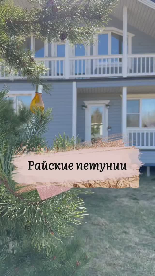 Петунии всего за 169₽ 😱