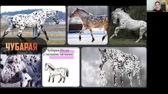 Задания 13 (собаки, лошади)