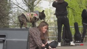 2026_21a Парад французских бульдогов (1-я часть: Рок-группа «Моё»)