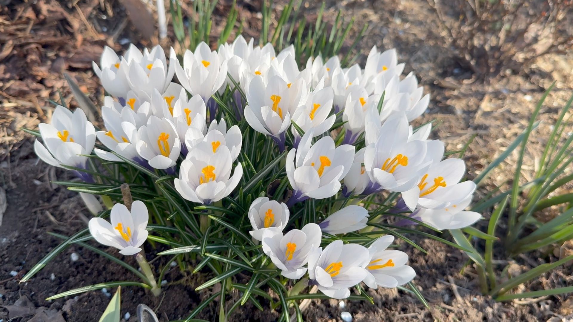 Апрель в Саду 21 апреля 2026