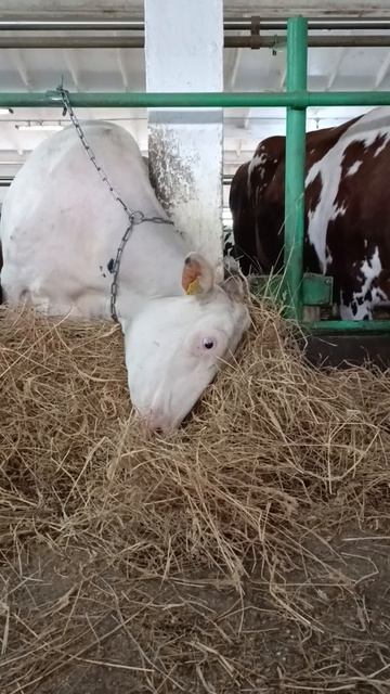 положили сено 😁но надо им отодвинуть его🤣