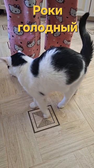Роки сытый😤 и голодный🤗