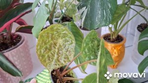 ЛЮБУЮСЬ.КОМНАТНЫЕ РАСТЕНИЯ(ЦВЕТЫ).