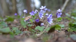 Весенний лес и печеночница