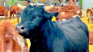 УЖАС! Мне снова повезло с коровами, не знаю как пройти мимо немного озабоченного быка❤️