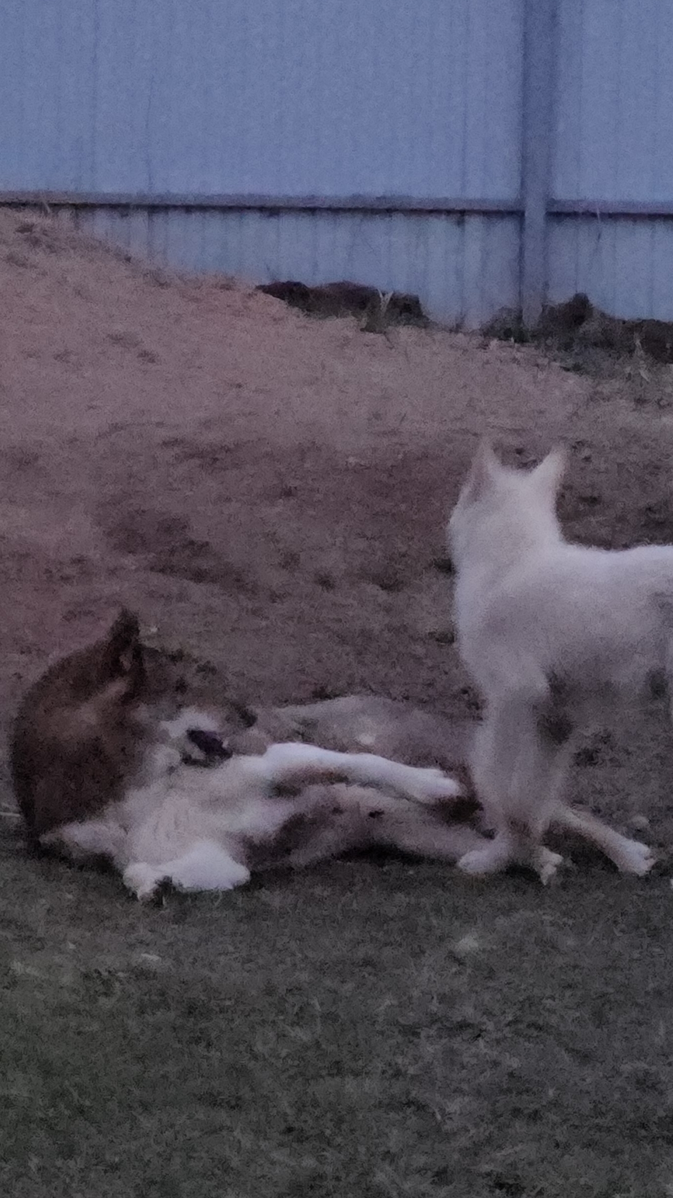 Каюр с Забаром