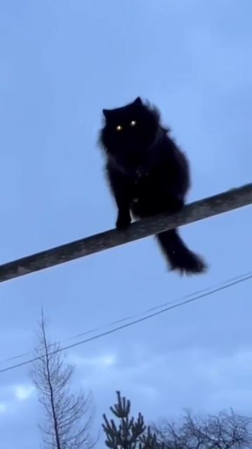 Да, друзья, турник не мой. Полечу-ка я домой!