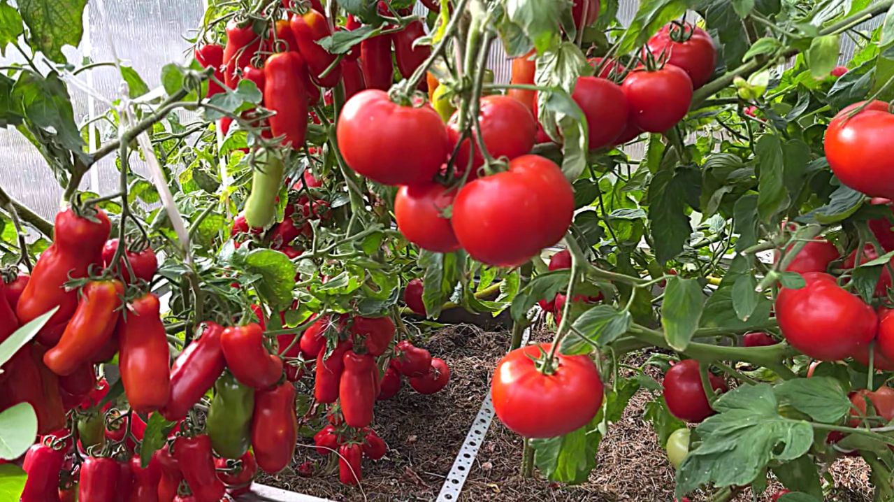 На каком расстоянии САЖАТЬ ТОМАТЫ?