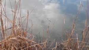 БОДРЫЙ КАРАСЬ ПОКЛЁВКИ ЕСТЬ РЫБА ТОЖЕ