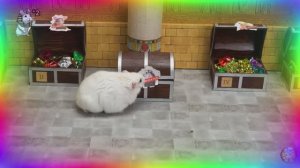 Экстремальный лабиринт для хомяков – только один путь ведет к свободе! часть 3