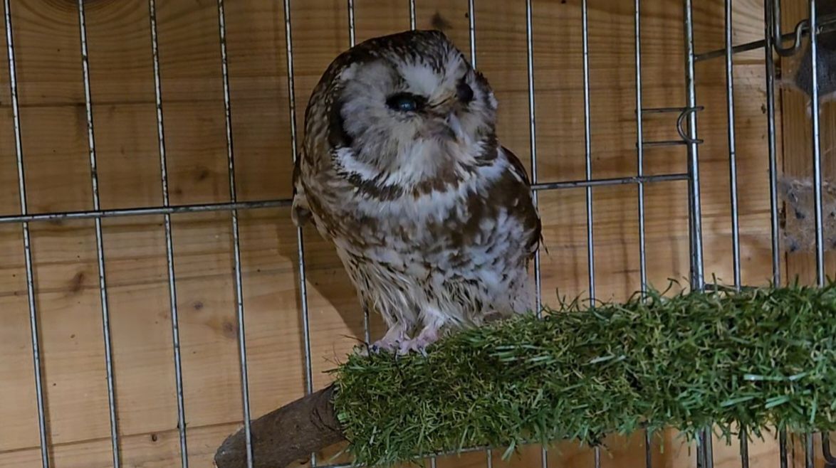 Следы на дороге, красоты Совешни и узорчатое блюдо