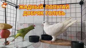 Жадный зеленый попугай не дает семечки доброму белому голубю